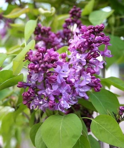 Bez lilak ONE TIME USE ONLY DO JEDNOKROTNEJ PUBLIKACJI ROSLINY KWIATY KRZEWY LILAK POSPOLITY BEZ ' MRS EDWARD HARTWIG ' FOT. AGNIESZKA WASZAK PUBLIKACJA KWIETNIK NR 5 (149) - 5 2007