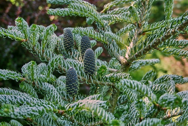 Jodła koreańska 'Silberlocke'