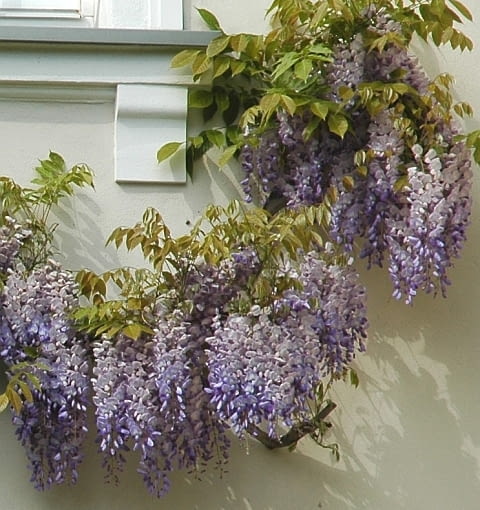 Wisteria sinensis 'Prolific'. Glicynia