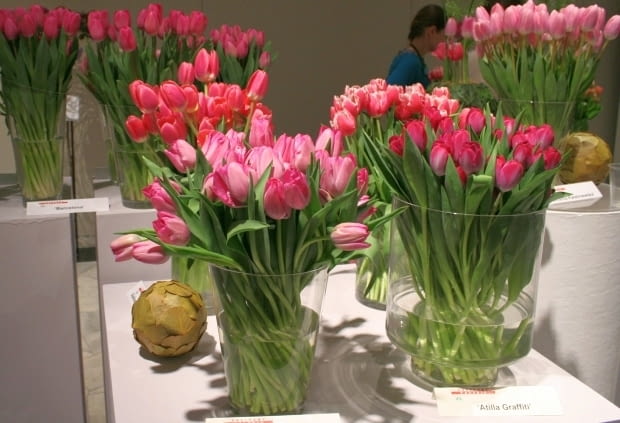 Wystwa tulipanów w Wilanowie