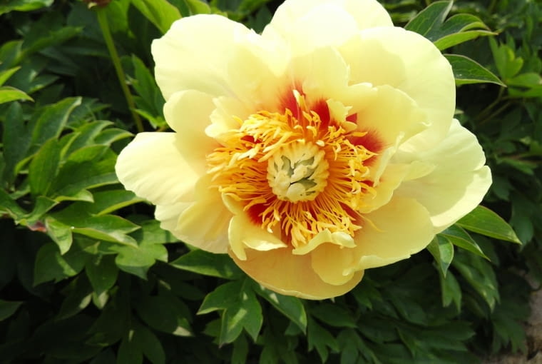 Peonia