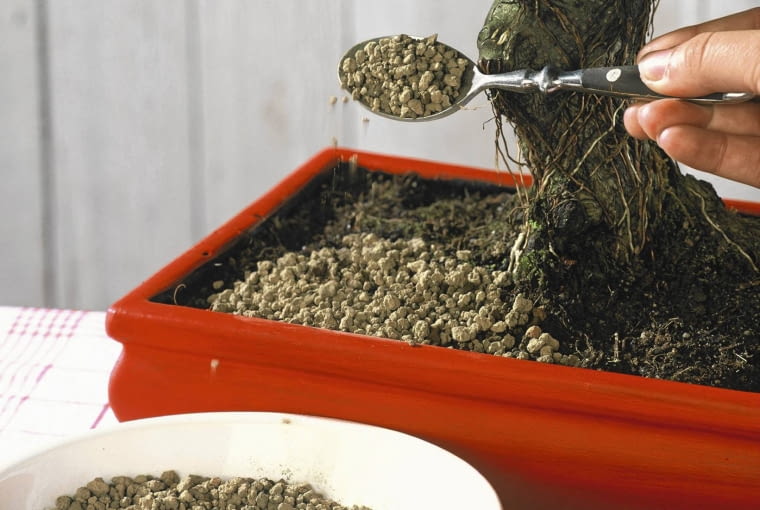 fikus, bonsai Stepp: Erde mit Granulat bestreuen SLOWA KLUCZOWE: Anleitung Asia Look Asia Style Asia-Look Asien Asien Stil Asien Style Bonsai Bonsaibaum Bonsaib ume Bonsais B umchen Deco Decoration Deko Dekoration D´nger Granulat G rtnern Hand Handgriff H nde L^ffel Mini Miniatur-Baum Minipflanzen Pflanze Pflanzen Pflanzenpflege Pflege Pflegeanleitung Pflegetip Pflegetipp Pflegetipps Pflegetips Stepp-Fotos Tip Tipp Tipp-Spalte Tipps Tips Topfpflanze Topfpflanzen Werkzeug Zimmerpflanze Zimmerpflanzen asia deko asiatisch d´ngen klein pflegen Hochformat