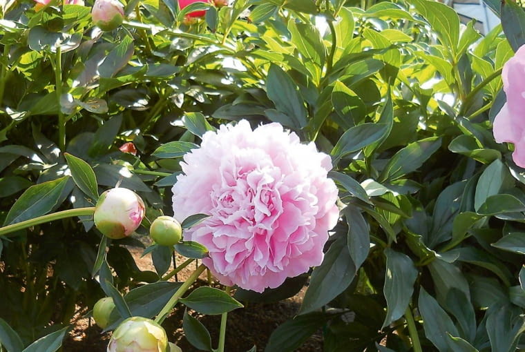 'Sarah Bernhardt' 'Sarah Bernhardt'
