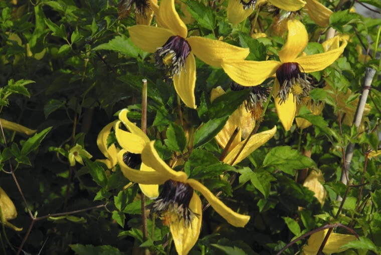 Powojnik tangucki - odmiana 'Kugotia' (inaczej 'Golden Tiara')