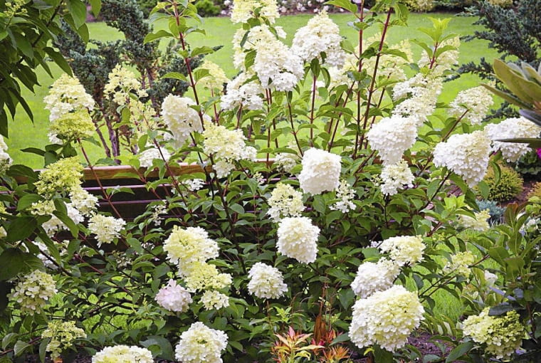 HORTENSJA BUKIETOWA UWAGA ! DO JEDNORAZOWEJ PUBLIKACJI LESZNO , OGROD PRYWATNY , WLASCICIELKA - KATARZYNA KOCHANSKA NZ. HORTENSJA BUKIETOWA ( HYDRANGEA PANICULATA ) ODMIANA ' PINKY WINKY ' - KRZEW OZDOBNY , KWIATY FOT. TOMASZ CIESIELSKI PUBLIKACJA OGRODY NR 11 (151) - 11 2011 SLOWA KLUCZOWE: OGROD ROSLINA KWIAT KRZEW ZDJĘCIE DO WKŁADKI: PUBLIKACJA OGRODY NR 11 (151) - CZASOPISMA
