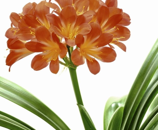 Skoczogonki bytują w ziemi, żywią się obumarłymi resztkami, ale czasem także niszczą korzenie i liście.