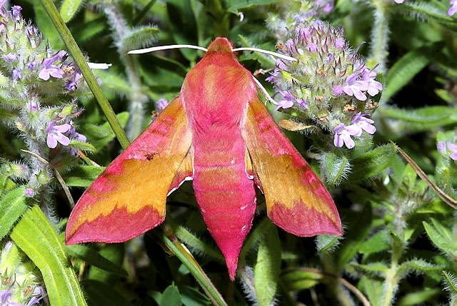 Ćmy. Jaskraworóżowe cudo na zdjęciu to nie egzotyczny motyl, ale nasza krajowa ćma, zmierzchnik pazik