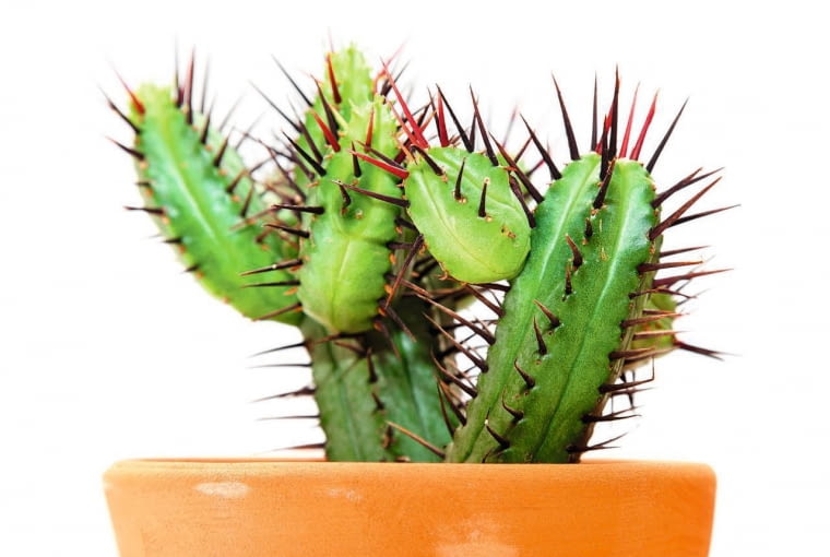 Ciernie na pędach wilczomlecza Ciernie na pędach wilczomlecza