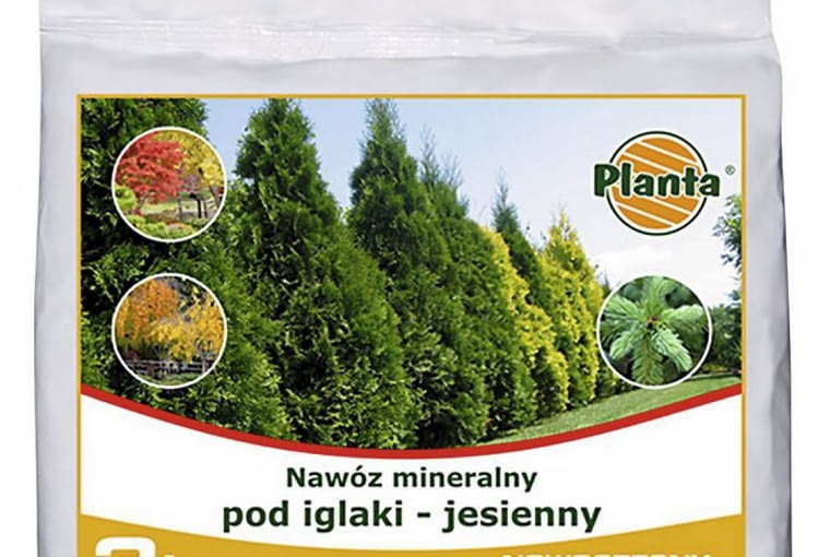 Jesienny nawóz pod iglaki