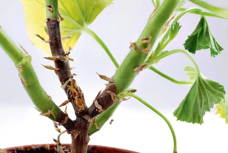 Plamki na liściach i pędach KONICA MINOLTA DIGITAL CAMERA8BIM%t^#J8BIM:=printOutputPstSboolInteenumInteClrmprintSixteenBitboolprinterNameTEXT(Dell 5330dn Mono Laser Printer (DAN001)printProofSetupObjcUstawienie prbyproofSetupBltnenumbuiltinProofproofCMYK8BIM;