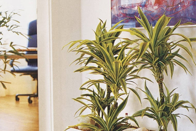 Dracena Deremeńska Dracena Deremeńska