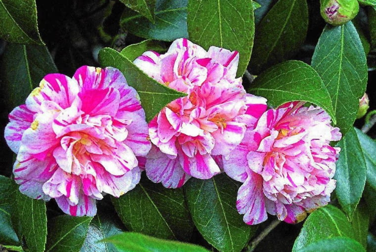 'MARGUERITE GUILLOT'