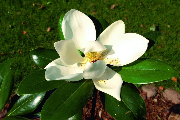 Magnolia wielkokwiatowa (Magnolia grandiflora) Magnolia wielkokwiatowa (Magnolia grandiflora)