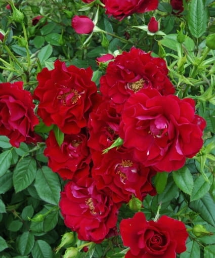 [#Beginning of Shooting Data Section] Nikon D2X Focale : 35mm Optim. image: Mode couleur : Mode III (sRVB) R?duction du bruit : D?sactiv? 2007/05/21 15:21:45.9 Mode d'exposition : Priorit? ouverture Balance des blancs : Auto -3 Compensation des tons : Auto JPEG (8-bit) Fine Mode de mesure : Spot Mode de AF : AF-S R?glage des teintes : -3? Taille de l'image : 4288 x 2848 1/90 sec - F/14 Mode flash : Non joint Saturation : Normale Correction d'exposition : -0.7 IL Nettet? Image : Auto Objectif : 17-35mm F/2.8 D Sensibilit? : ISO 640 L?gende image : [#End of Shooting Data Section]