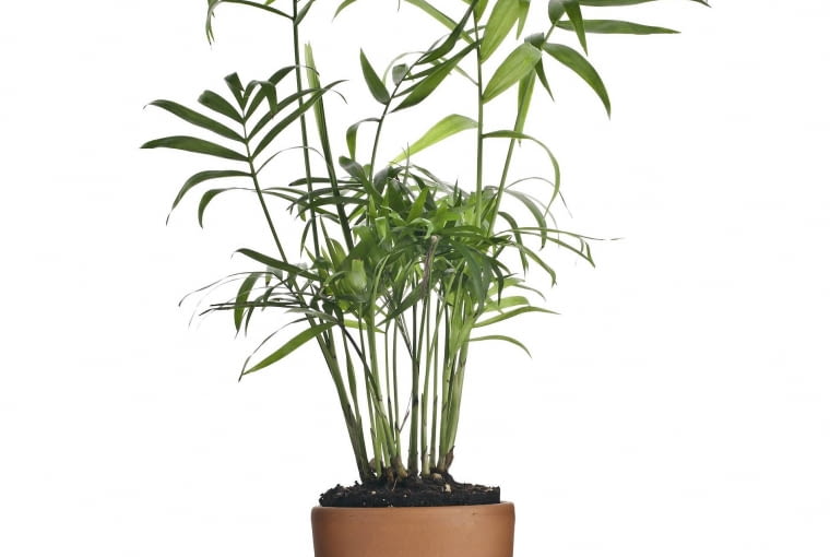 Palma kencja (Howea forsteriana) Palma kencja (Howea forsteriana)