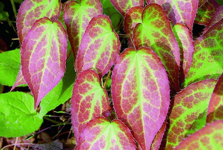 Epimedium Epimedium