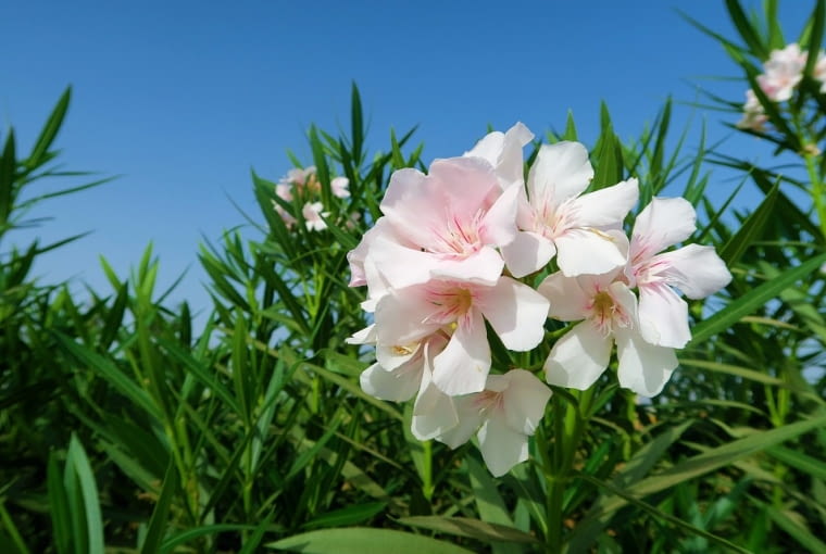Oleander pospolity Oleander pospolity