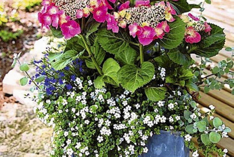 Hortensja ogrodowa ONE TIME USE ONLY DO JEDNORAZOWEGO UZYCIA SZKOLKARZE HORTENSJA OGRODOWA HYDRANGEA MACROPHYLLA ODMIANA BLAUMEISE POJEMNIK KRZEW LISCIASTY KWIAT ROZOWY FOT. MAGDALENA TOMZYNSKA PUBLIKACJA OGRODY NR 7 (51) - 7.2003 SLOWA KLUCZOWE: KWIATY ROSLINY