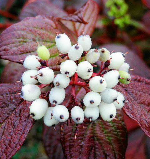 Dereń biały 'Siberian Pearls' Dereń biały 'Siberian Pearls'