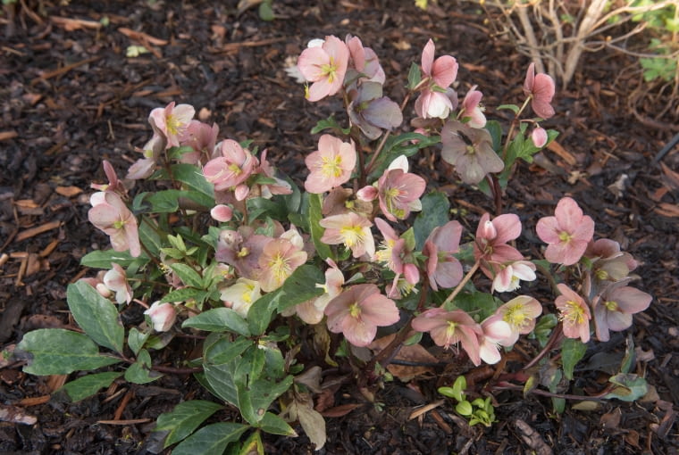 Ciemiernik 'Pirouette' Ciemiernik 'Pirouette'
