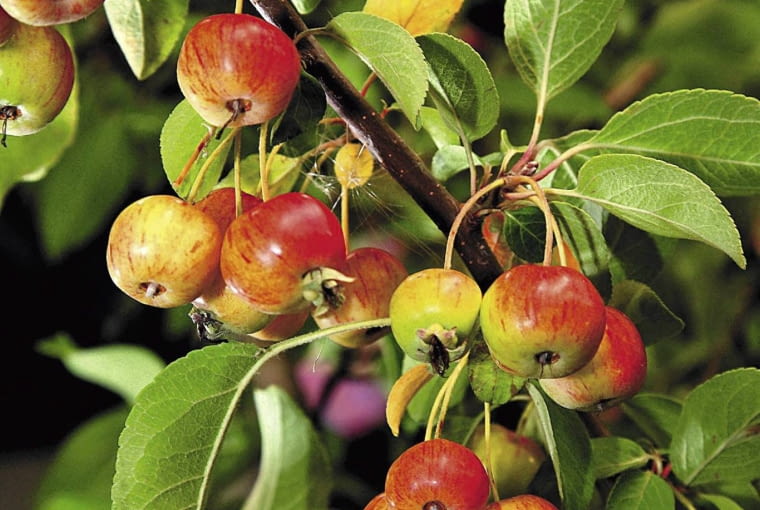 Rajska jabłoń - odmiana 'Red Sentinel' Rajska jabłoń - odmiana 'Red Sentinel'