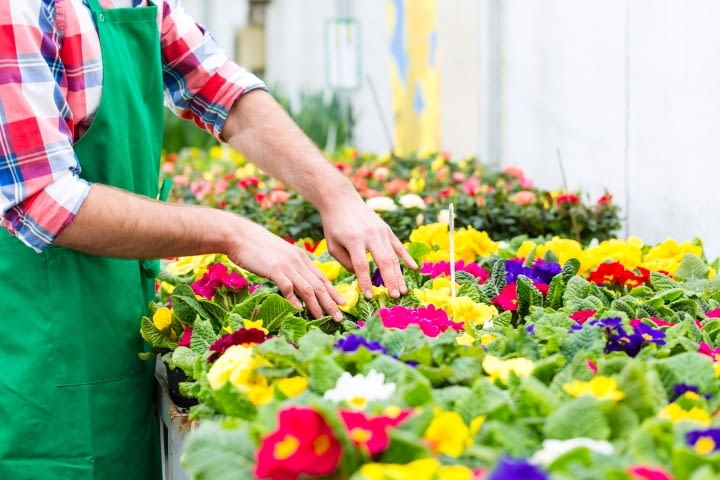 9Florist or gardener in flower shop, greenhouse or nursery