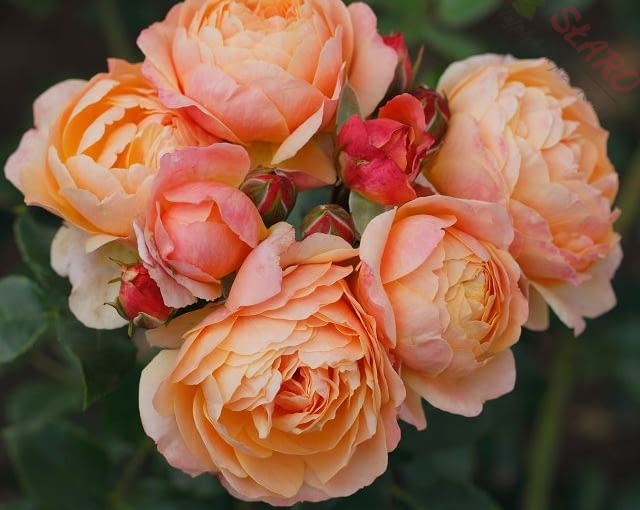 Róża ‘Crème Brûlée®’. Dosyć niska róża rabatowa, która wyróżnia się swoim unikatowym, brzoskwiniowym kolorem. Krzew dorasta do 80cm, przy szerokości około 50cm. Róża ‘Crème Brûlée®’. Dosyć niska róża rabatowa, która wyróżnia się swoim unikatowym, brzoskwiniowym kolorem. Krzew dorasta do 80cm, przy szerokości około 50cm.