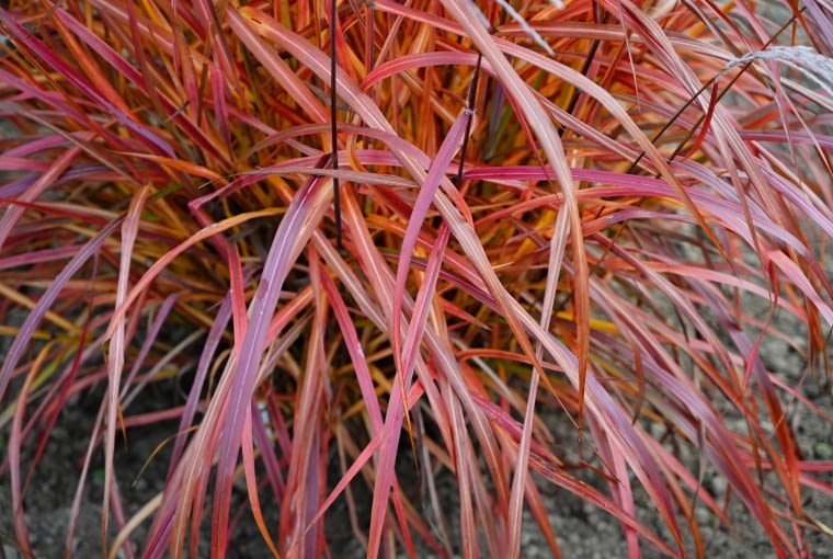Miscanthus sinensis 'Lady in Red' PBR Miscanthus sinensis 'Lady in Red' PBR