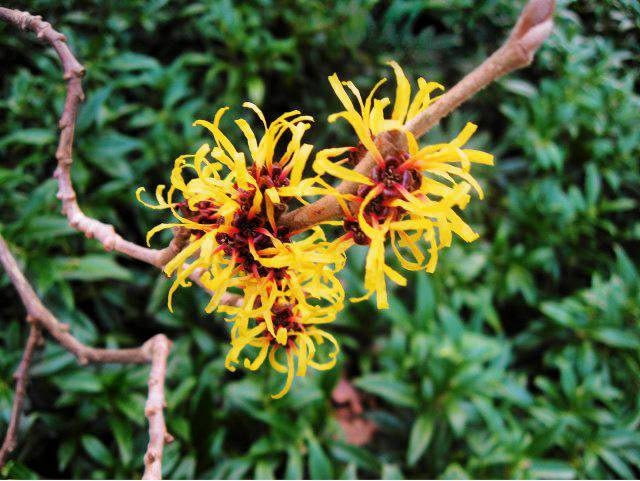 hamamelis Hamamelis mollis SLOWA KLUCZOWE: Chinesische Zaubernuss Close Up Hamamelis Hamamelis mollis Nahaufnahme RHS ZaubernuR