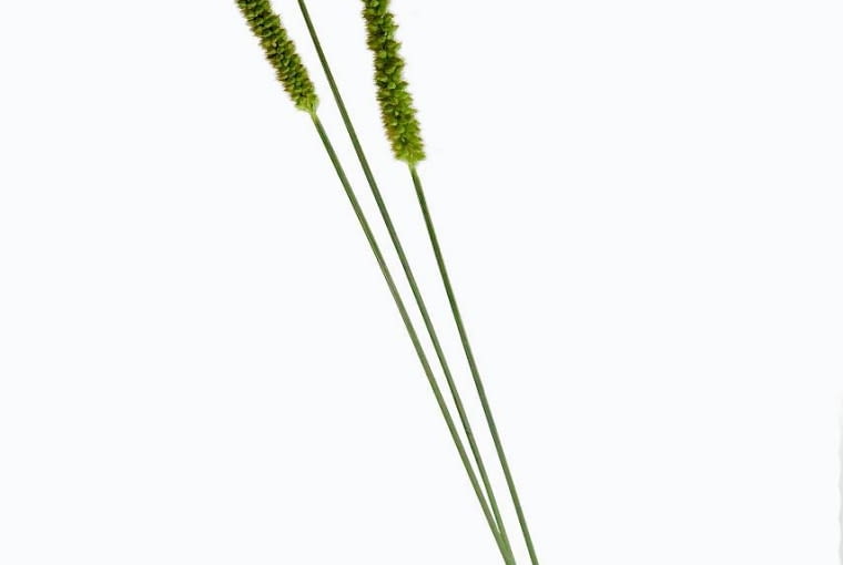 26.08.2010 WARSZAWA LETNIE KOMPOZYCJE SESJA BUKIETY KOMPOZYCJE URSZULA ZABOROWSKA I IZABAELLA GZYRA GAUDI KWAICIARNIA DLA CZASOPISMA BUKIETY FOT. ARKADIUSZ SCICHOCKI / AGENCJA GAZETA