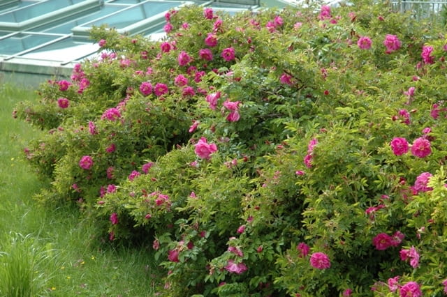 Róża okrywowa Dart's Defender