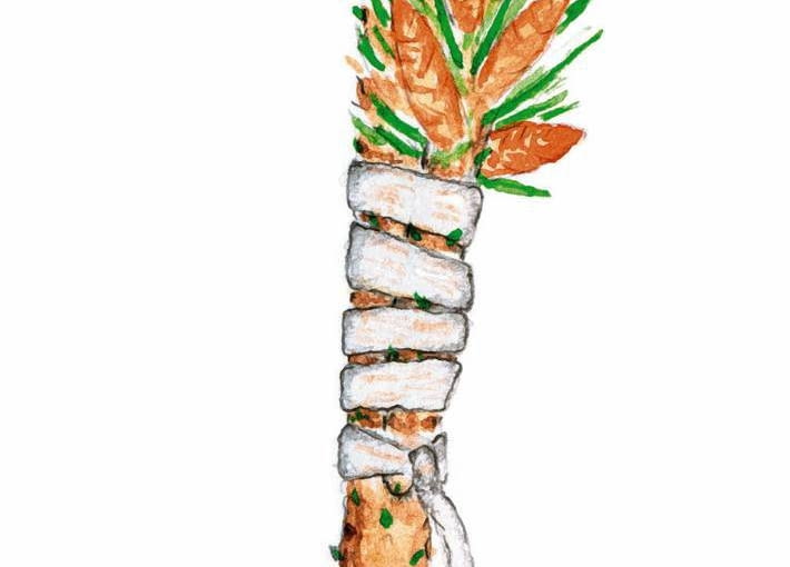 IGLAKI SZCZEPIENIE ROZMNAZANIE UPRAWA RYS. AGNIESZKA SYGA PUBLIKACJA KWIETNIK NR 1 (121) - 1.2005 SLOWA KLUCZOWE: ROSLINY OGRODNICTWO