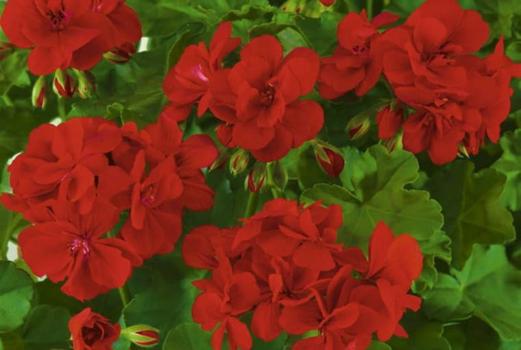 Pelargonia bluszczolistna 'Fireball Pelargonia bluszczolistna 'Fireball