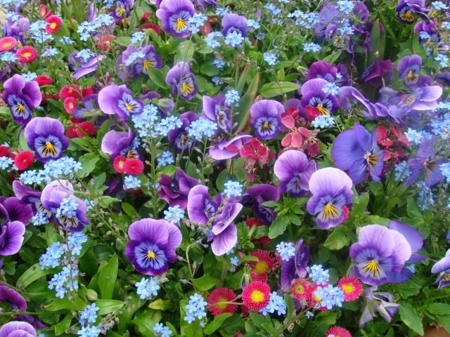 Bratki, stokrotki i niezapominajki tworzą kompozycję w odcieniach fioletu i błękitu