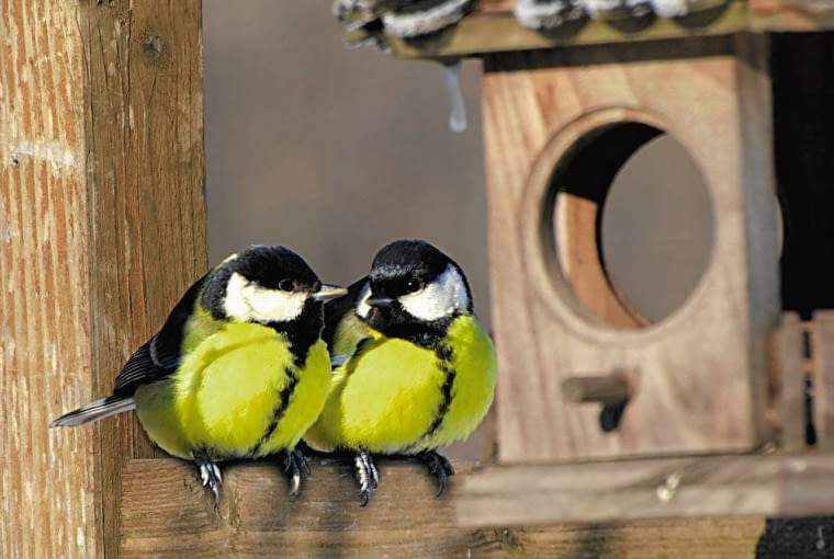 W grudniu można zacząć dokarmianie ptaków - obserwacja ich to świetna zabawa W grudniu można zacząć dokarmianie ptaków - obserwacja ich to świetna zabawa