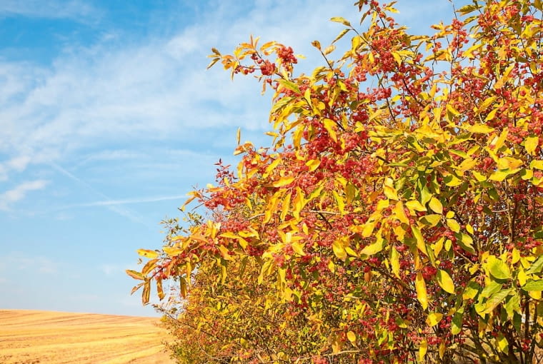 Trzmielina Trzmielina