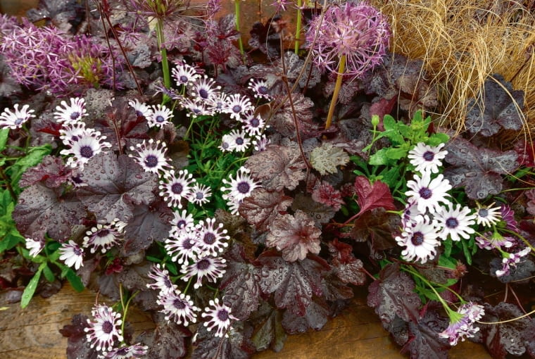 Na tle ciemnych liści żurawki 'Velvet Night' kwiaty osteospermum połyskują niczym gwiazdki.