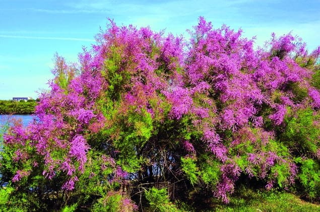 Tamaryszek francuski na stanowisku naturalnym w Bretanii (północno-zachodnia Francja). Tamaryszek francuski na stanowisku naturalnym w Bretanii (północno-zachodnia Francja).