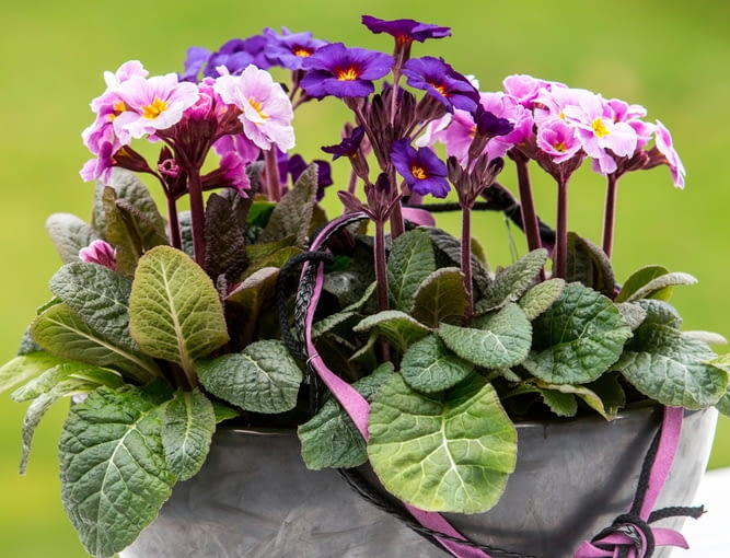 Pierwiosnki pierwiosnki