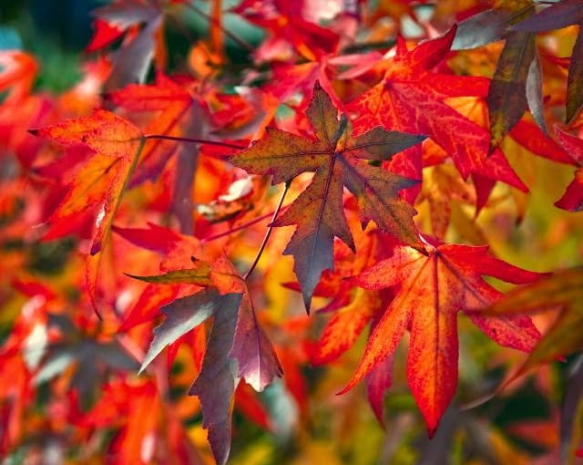 Ambrowiec amerykański Ambrowiec amerykański