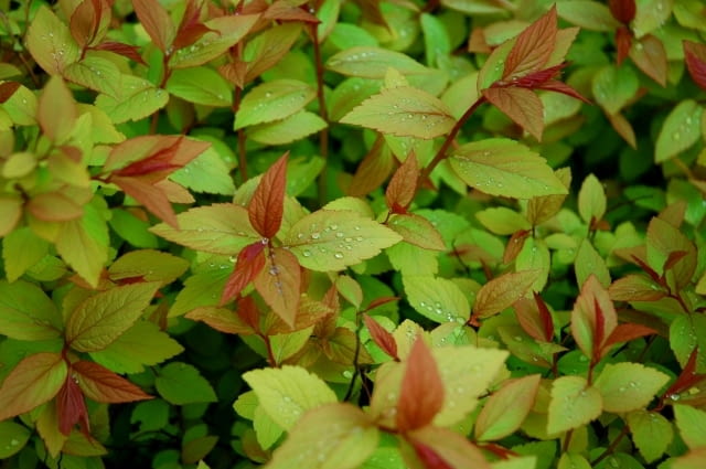 Tawuła japońska 'Goldflame'. Krzewy ozdobne Tawuła japońska 'Goldflame'. Krzewy ozdobne