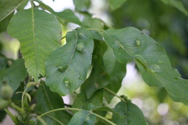 Pilśniowiec atakuje niemal wszystkie liście na drzewie orzecha włoskiego. Choroby roślin, szkodniki
