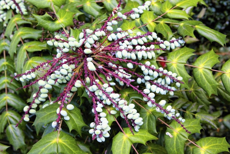 mahonia SLOWA KLUCZOWE: deciduous poziom horizontal