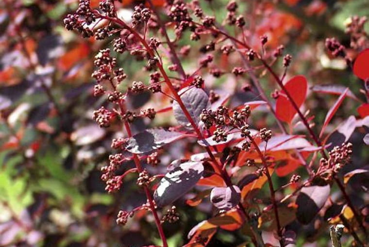 Perukowiec 'Rubrifolius' zielenieje pod koniec sezonu Perukowiec 'Rubrifolius' zielenieje pod koniec sezonu