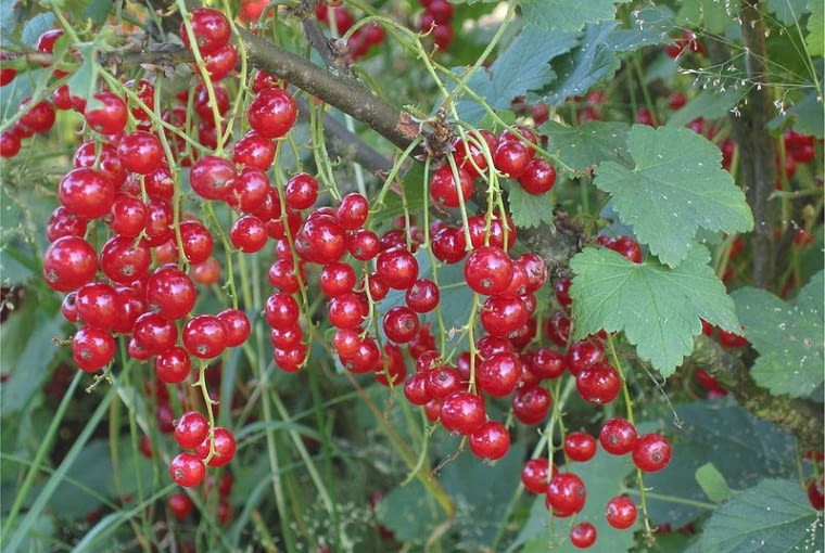 Porzeczka czerwona Wikimedia Commons