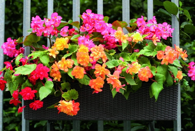 Begonia Begonia