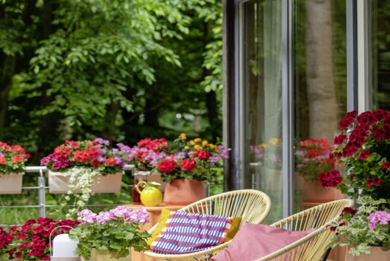 Kolorowe pelargonie Kolorowe pelargonie