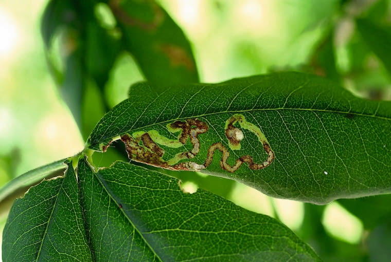 Ślady żerowania miniarki złotokapianki. Ślady żerowania miniarki złotokapianki.