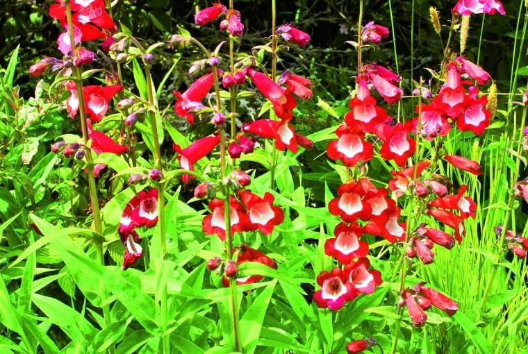 Dobre na suchą rabatę: penstemon penstemon