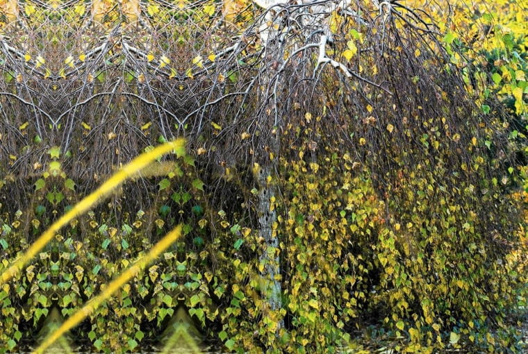 BRZOZA BRODAWKOWATA 'YOUNGII' (Betula verrucosa) traci jesienią liście, odsłaniając malownicze białe gałęzie i pień BRZOZA BRODAWKOWATA 'YOUNGII' (Betula verrucosa) traci jesienią liście, odsłaniając malownicze białe gałęzie i pień